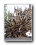 2002-09-21 (37) Redwoods